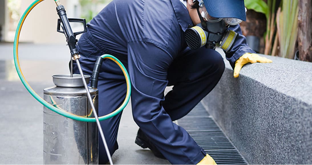 Dedetizadora em São Paulo